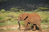Red	African elephant from bathing in mud - Samburu Kenya