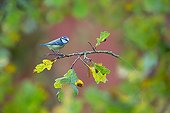 Blue Tit  perched on an oak tree in autumn