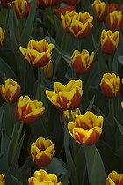 Triumph tulips 'Denmark' in bloom in a garden