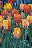 Single late tulips 'El Nino' in bloom in a garden