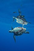 Turtle Olive Ridley under the surface - Channel Islands California