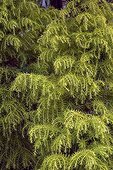 Japanese cedar 'Elegans' in a garden