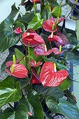 Anthurium in bloom