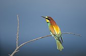European Bee-eater on a branch - France