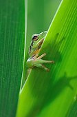 Mediterranean tree frog on leaf of Iris - France