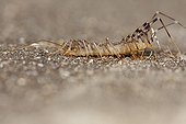 House Centipede walking on the ground - France