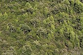 Cork oaks and pines in the mediterranean maquis - France