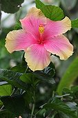 Bicolor Hibiscus flower in a botanical garden - France 