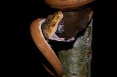 Amazon Tree Boa eating a Opossum - French Guiana 