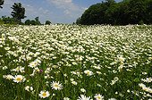 Oxeyedaisies in bloom in a meadow - Lorraine France 
