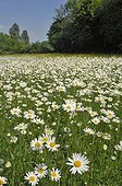 Oxeyedaisies in bloom in a meadow - Lorraine France 