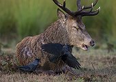 Stag Red deer with Jackdaws looking for ticks - GB