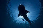 Whale Shark and diver under the surface - Mexico