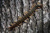 Megarian Banded Centipede on a tree bark - France 