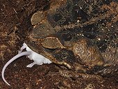 Cane toad eating a mouse - French Guiana
