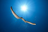 Chinese Sea Snake swimming - Kai Islands Moluccas