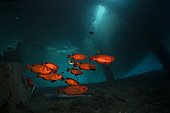Crescent-tail Bigeye under a Jetty - Ambon Moluccas