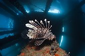 Red Lionfish under a Jetty - Ambon Moluccas