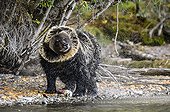 Grizzly snorting after fishing a salmon - Canada