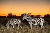 Plains Zebras at dusk - Moremi Botswana 