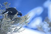 Black grouse feeding on a Fir tree in winter - Switzerland