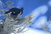 Black grouse feeding on a Fir tree in winter - Switzerland