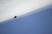 Black grouse walking on snow - Swiss Alps