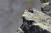 Pied flycatcher on a rock - Swiss Alps