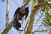 Black Flying Foxes fighting - Queensland Australia