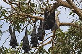 Black Flying Foxes hanging - Queensland Australia