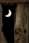 Moorish Wall Gecko on wood in the moonlight - Spain