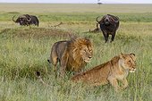 Male and female Lions in the savannah - Masai Mara Kenya ; leaving face to male buffalos