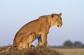 Lioness and cub on a termite hill - Masai Mara Kenya