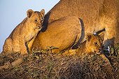 Lioness and cubs on a termite hill - Masai Mara Kenya
