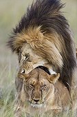 Lions mating in savannah - Masai Mara Kenya