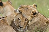 Cuddling lionesses in the savannah - Masai Mara Kenya