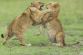 Lion cubs playing in savannah - Masai Mara Kenya