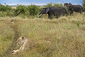 Lionesses and Elephants in savanna - Masai Mara Kenya