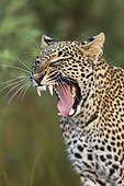 Portrait of Leopard yawning in the savannah - Masai Mara