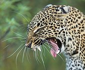 Portrait of Leopard agressive in the savannah - Masai Mara