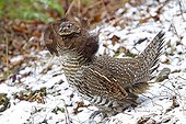 Male Grouse displaying - PN Gaspésie Québec 