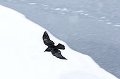 Raven in flight in winter - Quebec Canada