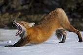 Red Fox stretching in the snow - Gaspe NP Quebec Canada