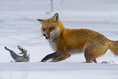 Red fox chasing a gray squirrel in snow - Quebec Canada