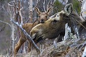 Female moose and her young newborn - PN Gaspe Quebec