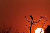 Cocoi heron on a branch at sunset - Pantanal Brazil