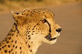 Portrait of Cheetah at dusk - Kruger South Africa 
