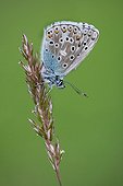 Common blue on ear in spring - Alsace France 