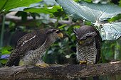 Malay eagle owls on a branch - Malaysia 