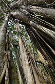 Malaysia Banyan in forest - Kuala Selangor Malaysia